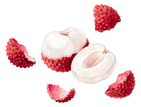Watercolor lychee whole and peeled isolated tropical fruit