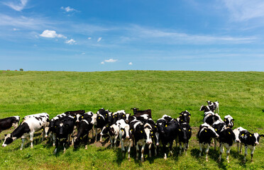 Herd of grazing dairy cows in a wide pasture, Bekkai Town, Hokkaido, Japan