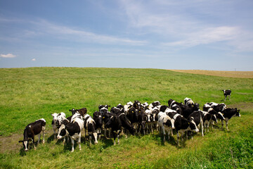 Herd of grazing dairy cows in a wide pasture, Bekkai Town, Hokkaido, Japan