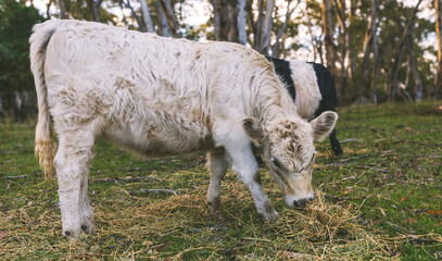 Obraz premium White Galloway calf grazing hay in pasture young beef cattle on rural farm field