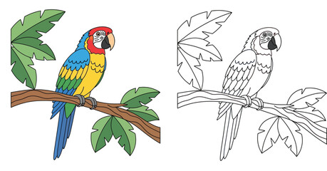 Cute tropical macaw parrot on a branch. Colorful vector illustration and black line art outline version for children's coloring book page. © SHOHAG