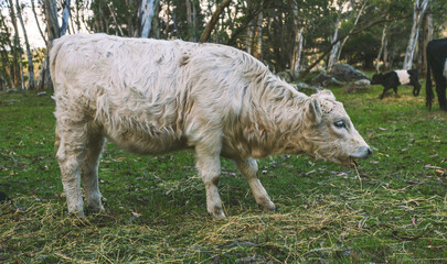 Fototapeta premium White Galloway cow grazing in pasture grass fed beef cattle on rural farm field