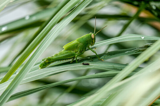 Vibrant green nymph grasshopper resting on blades of grass. Scientific Name: Caelifera (Suborder) / Family: Acrididae