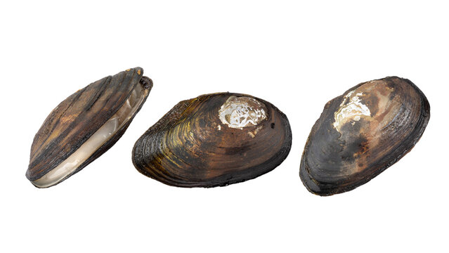 Three wild freshwater dark brown mussels isolated on white. Duck mussel (Anodonta anatina) is European freshwater large bivalve mollusk.