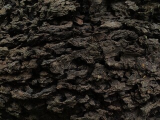 Close up of rugged dark brown tree bark texture. surface features. © gabut