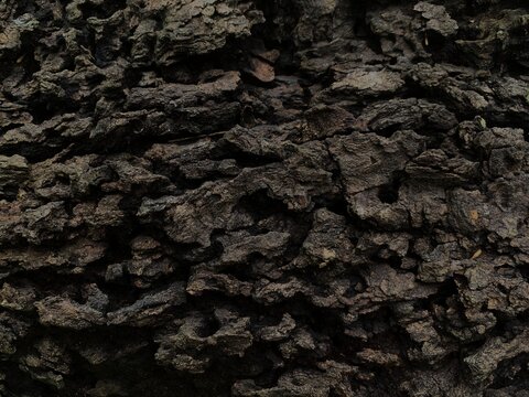 Close up of rugged dark brown tree bark texture. surface features.