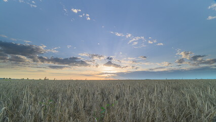 Fototapeta premium Witness the Beautiful and Colorful Sunset Over an Expansive wheat Field Landscape Today