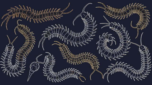 Vector Illustration: Centipedes Pattern on Dark Blue Background - Detailed, Delicate Design for Textile, Packaging, and Creative Projects, Featuring Intricate Arthropods