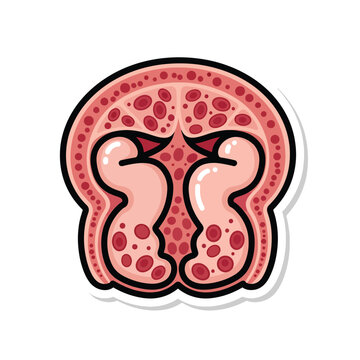 Illustration of kidneys anatomy with red blood cells and glomeruli in a detailed medical diagram, viewed from the front, on a simple white background, file reference pektor4540.eps