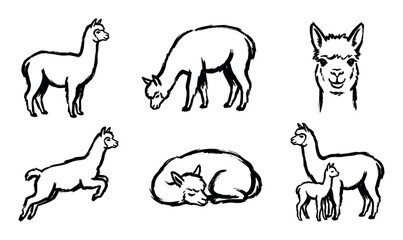 Fototapeta premium Collection of black ink alpaca illustrations shows the cute animal in various poses, including standing, grazing, jumping, sleeping, a portrait, and with its baby cria