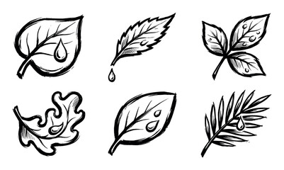 Collection of six hand-drawn leaf icons with water drops, rendered in a black ink brush stroke style, depicting various plant shapes for nature and ecology concepts
