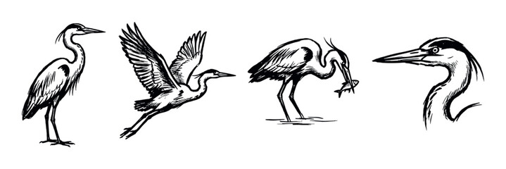 Fototapeta premium Set of four black ink sketches of a great blue heron in various poses, including standing, flying, catching a fish, and a detailed head portrait in a minimalist graphic style