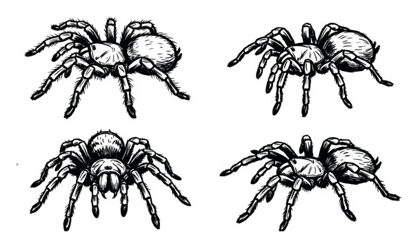 Set of four hand-drawn tarantula spider illustrations in a detailed black and white ink sketch style, showing the arachnids from various angles in different poses