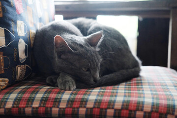 Cute gray cat sleeping and relaxation on the chair © cocorattanakorn