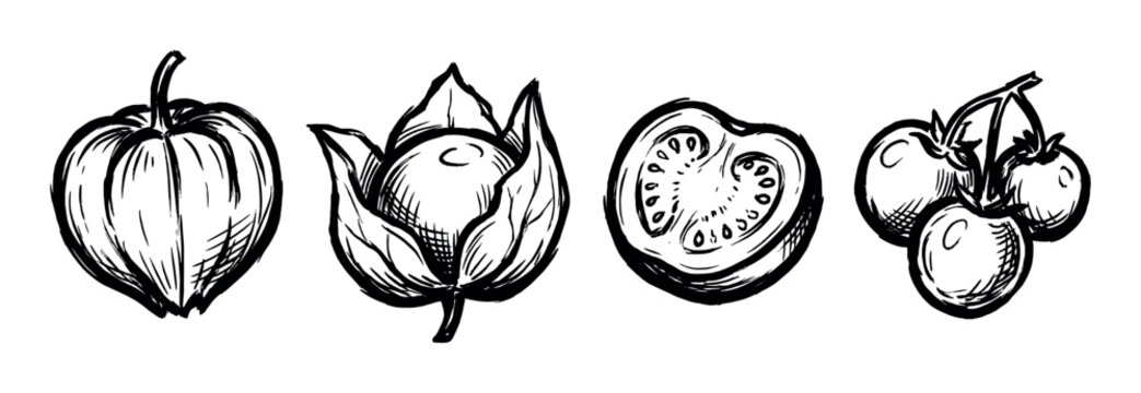 Hand-drawn black ink tomato illustrations set in a rough sketch style, featuring a whole vegetable, a tomatillo, a half slice, and a cluster of cherry tomatoes on a vine