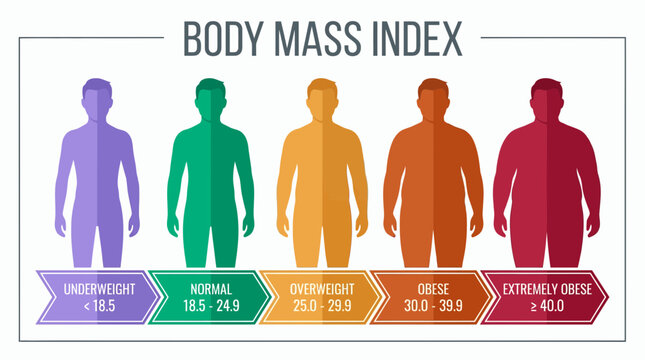 Body mass index infographic showing colorful silhouettes of male figures from underweight to obese with measurement scales, concept for occupational health, fitness app and medical report