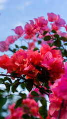 Obraz premium Pink Bougainvillea Flowers Against Clear Blue Sky