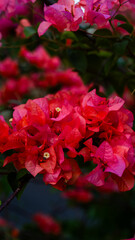 Pink Bougainvillea Flowers Against Clear Blue Sky