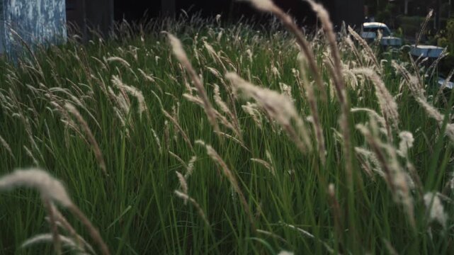 Wild Cogongrass Field in Soft Breeze - Nature Greenery Background