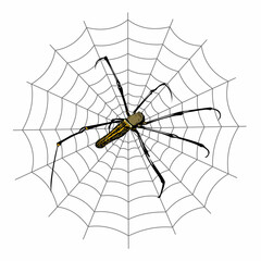 Obraz premium Vector illustration of a spider perched on a web, isolated on a white background. This arachnid with a spider web structure is perfect for nature, wildlife education, Halloween, biology themes