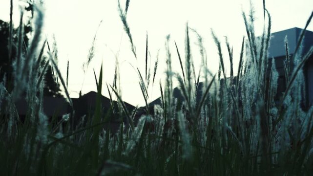 Wild Cogongrass Field in Soft Breeze - Nature Greenery Background