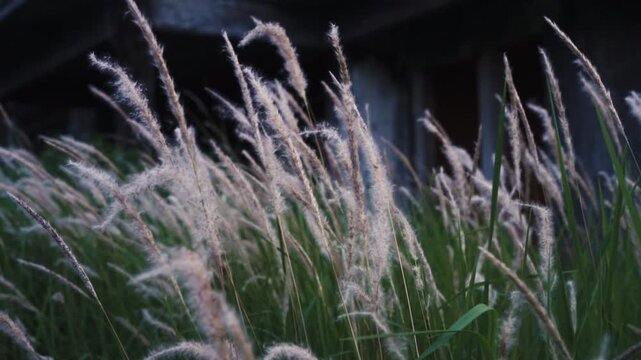 Wild Cogongrass Field in Soft Breeze - Nature Greenery Background