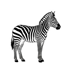 Obraz premium A black and white vector illustration of a zebra standing on a plain background
