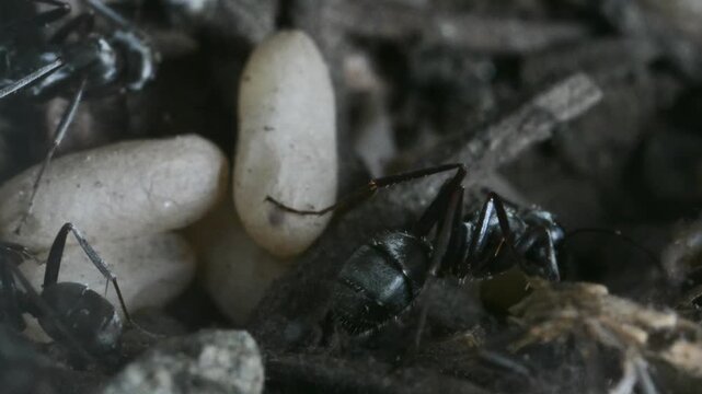 ANT AND LARVA IN THE ANTHILL, Formica rufa, ant,  artificial anthill, anthill,  pupae,  larvae, INSECT, underground,  COGNE, Gran paradiso National Park, Italy