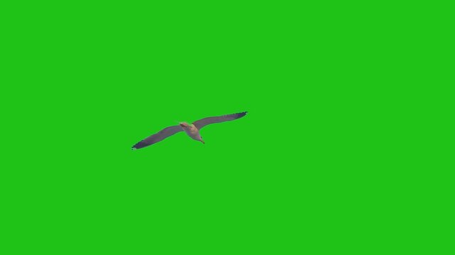 alone a single bird flying on sky real bird green screen eagle flying animation on green screen. The concept of animal wildlife games back to school real natural short video film cartoon