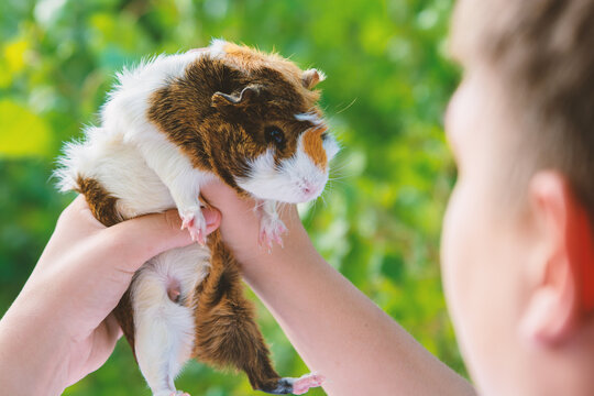 Child Holding a Cute Tricolor Guinea Pig Outdoors on a Sunny Day with Blurred Green Background