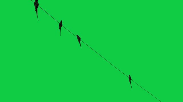 asian parrot green parrot Bird in ware green screen Colibri bird on branch 4k natural video