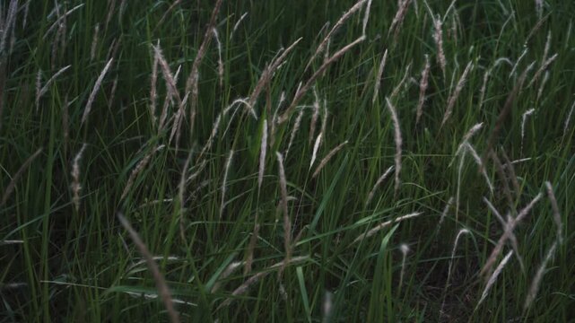 Wild Cogongrass Field in Soft Breeze - Nature Greenery Background