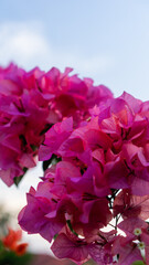 Obraz premium Pink Bougainvillea Flowers Against Clear Blue Sky