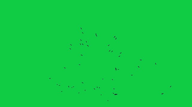 Flock of black flying birds flying in a circle on a green screen background Flock of Birds Flying kite flying on sky 4k natural video
