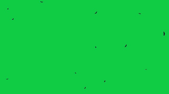 Flock of flying birds on a green screen background Flock of Birds Flying sea birds Albatrosses Birds kite flying on sky