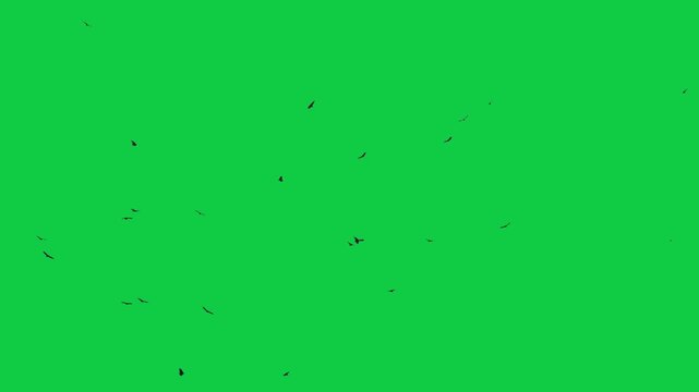 Flock of flying birds on a green screen background Flock of Birds Flying sea birds Albatrosses Birds kite flying on sky