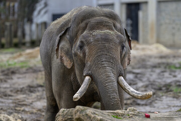An adult male Indian elephant outdoors in a zoo enclosure.

