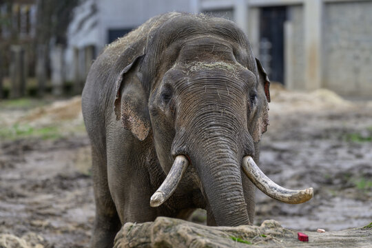 An adult male Indian elephant outdoors in a zoo enclosure.

