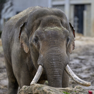 An adult male Indian elephant outdoors in a zoo enclosure.
