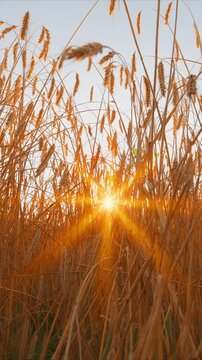 A Beautiful Golden Sunrise Over Lush Wheat Fields and Expansive Nature Views Awaits You
