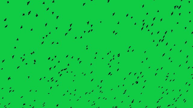 Flock of flying birds on a green screen background Flock of Birds Flying sea birds Albatrosses Birds kite flying on sky