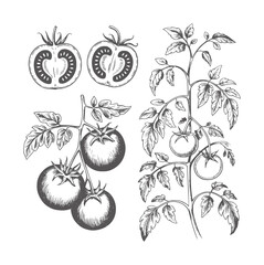 Black and white hand drawn botanical of tomatoes and tomato plants © Md