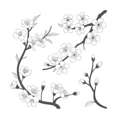 Fototapeta premium Black and white line of blooming cherry blossom branches flower