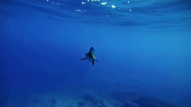 Shark swimming alone in deep blue ocean habitat back view clear waters of tropical sea marine life aquatic environment