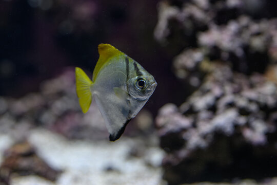 A silver moony fish beneath the water surface.