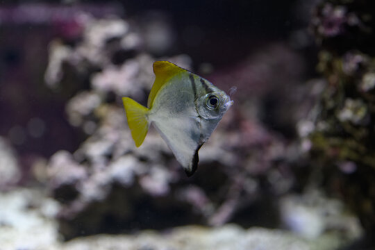A silver moony fish beneath the water surface.