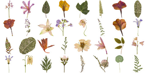 Beautiful collection of pressed and dried botanical elements, including various flowers, leaves, and ferns. © Gogu