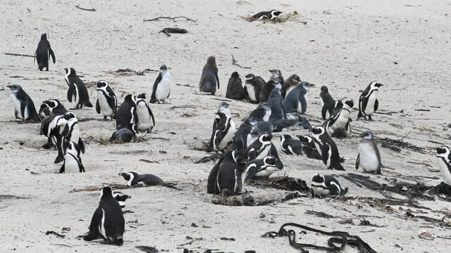 Cape penguins on Boulder Point beach, in the water, Cape penguins, water, penguins, African penguin, Spheniscus demersus, Cape penguin, South African penguin, penguin southern African, cold water, Bou