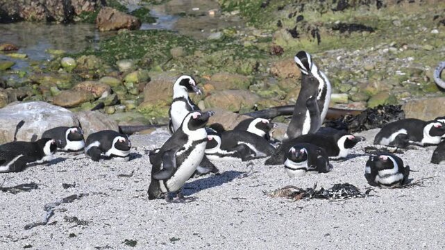 Cape penguins on Boulder Point beach, in the water, Cape penguins, water, penguins, African penguin, Spheniscus demersus, Cape penguin, South African penguin, penguin southern African, cold water, Bou