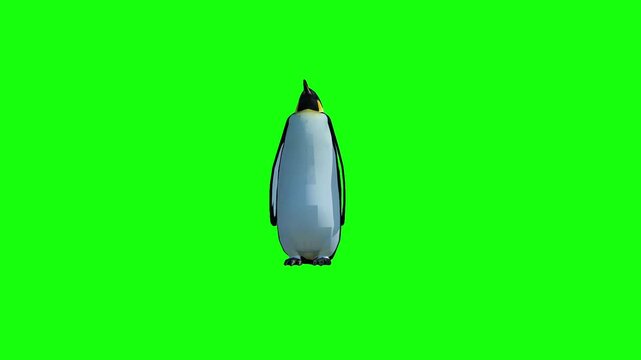 penguin animal penguin looks around walking forward with green screen background 4k